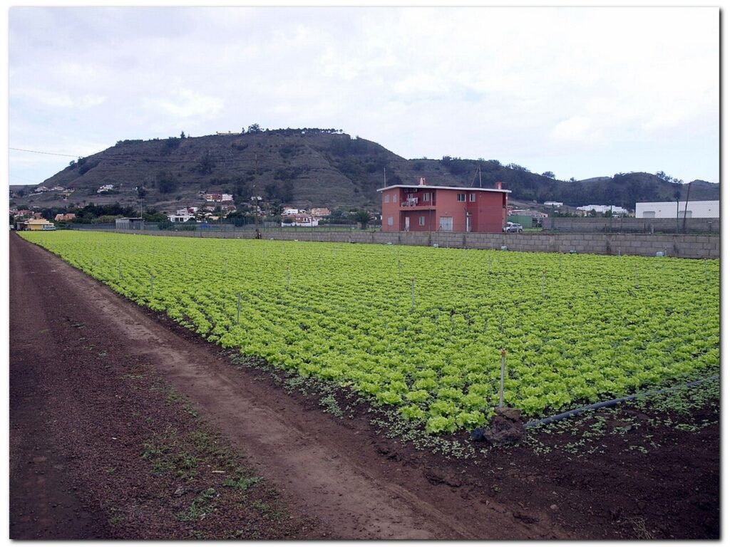 Campos de cultivo de la Vega Lagunera, en San Cristóbal de La Laguna