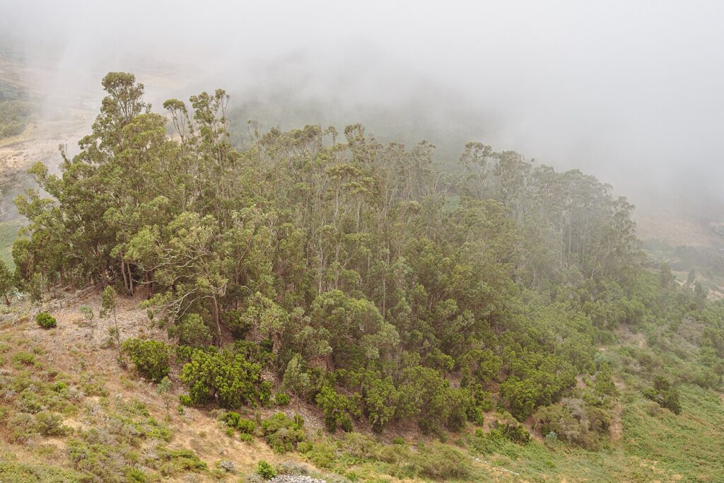 Vista con niebla desde el mirador de Jardina, en La Laguna