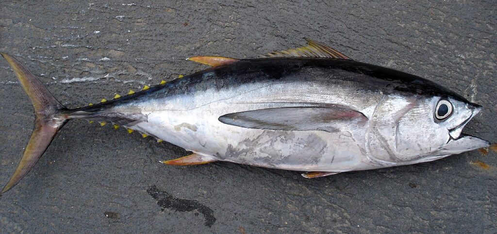 Ejemplar de patudo (Thunnus obesus) capturado en una campaña científica