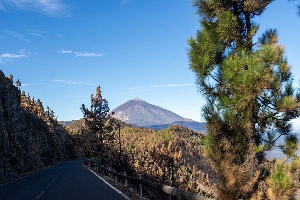 Pinar afectado por el incendio forestal de 2023 junto a la TF-24, con el Teide al fondo (imagen de septiembre de 2023)