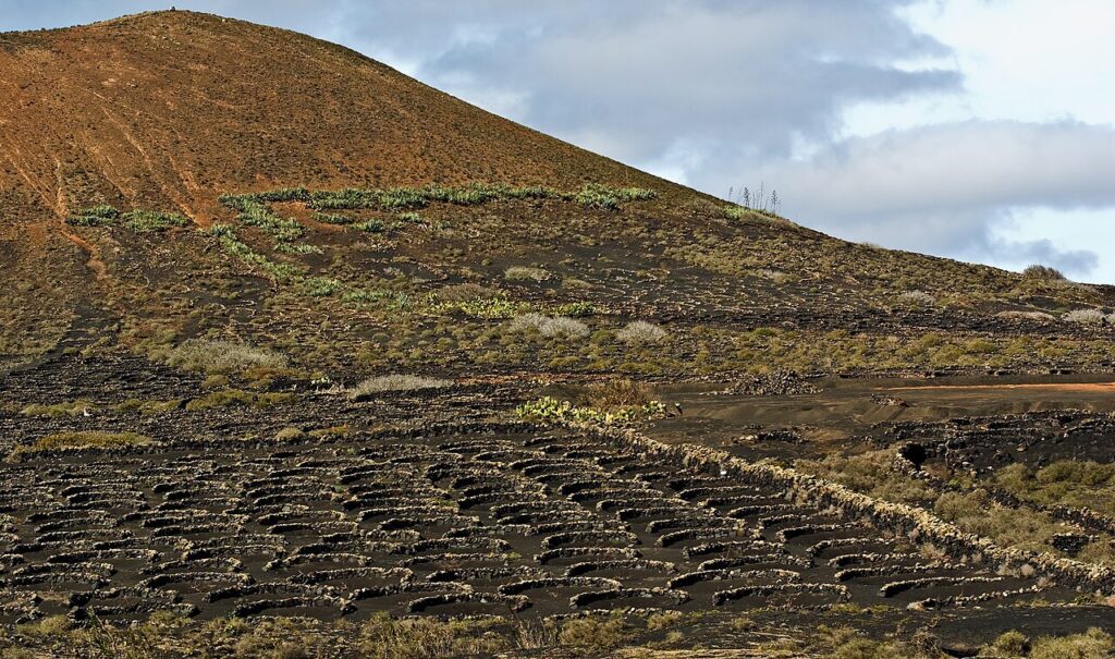 Viñedos protegidos por muros de piedra en La Geria, Lanzarote (imagen de archivo)