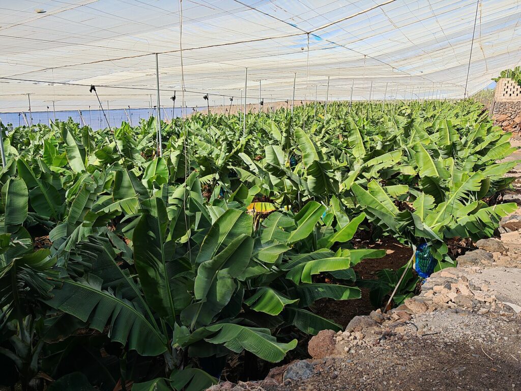 Plantación de plátanos en Los Gigantes, Tenerife (imagen de archivo)