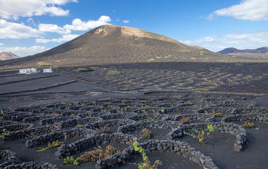 Viñas plantadas en hoyos de ceniza volcánica en La Geria, Lanzarote (imagen de archivo)