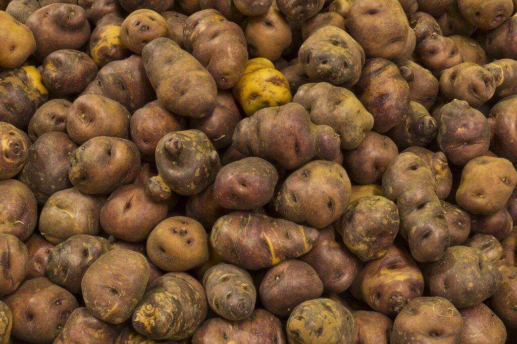 Papas antiguas de Canarias de la variedad papa negra (imagen de archivo)