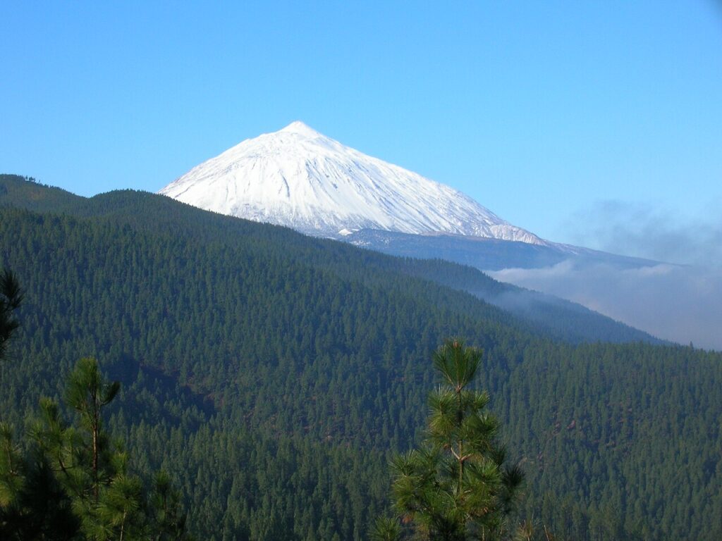 Pinar canario con el Teide nevado al fondo, en Tenerife (imagen de archivo)