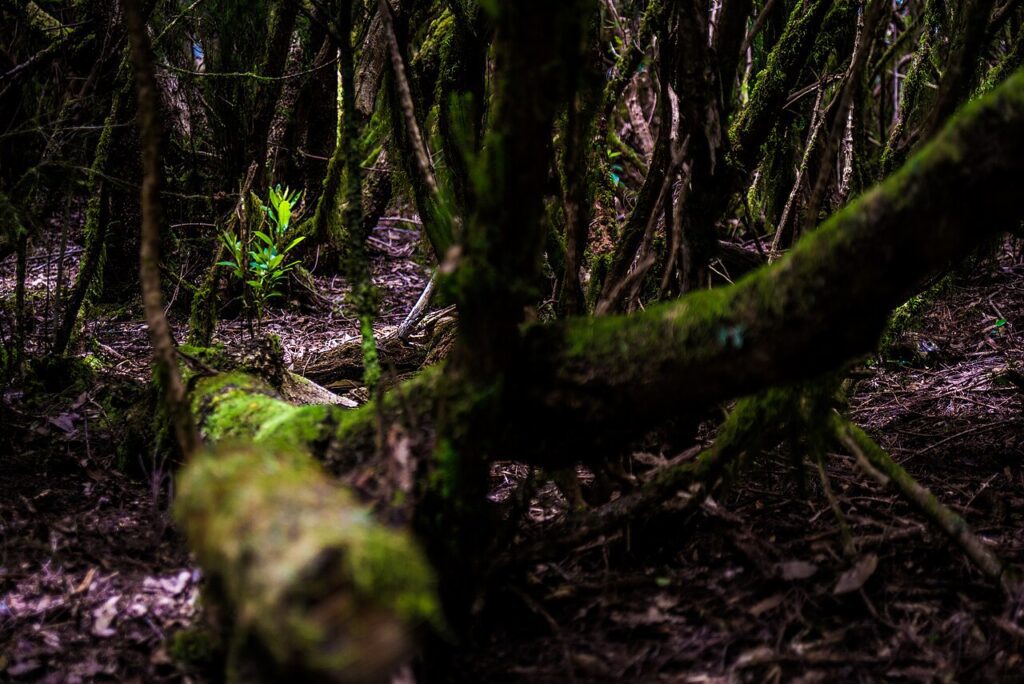 Bosque de laurisilva en Anaga, Tenerife (imagen de archivo)