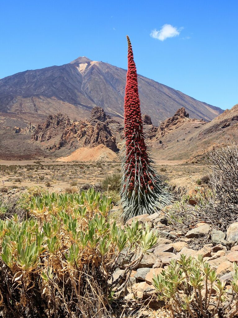Tajinaste rojo en Las Cañadas del Teide (imagen de archivo)