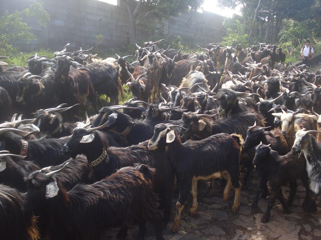 Rebaño de cabras tinerfeñas en Tegueste (imagen de archivo)