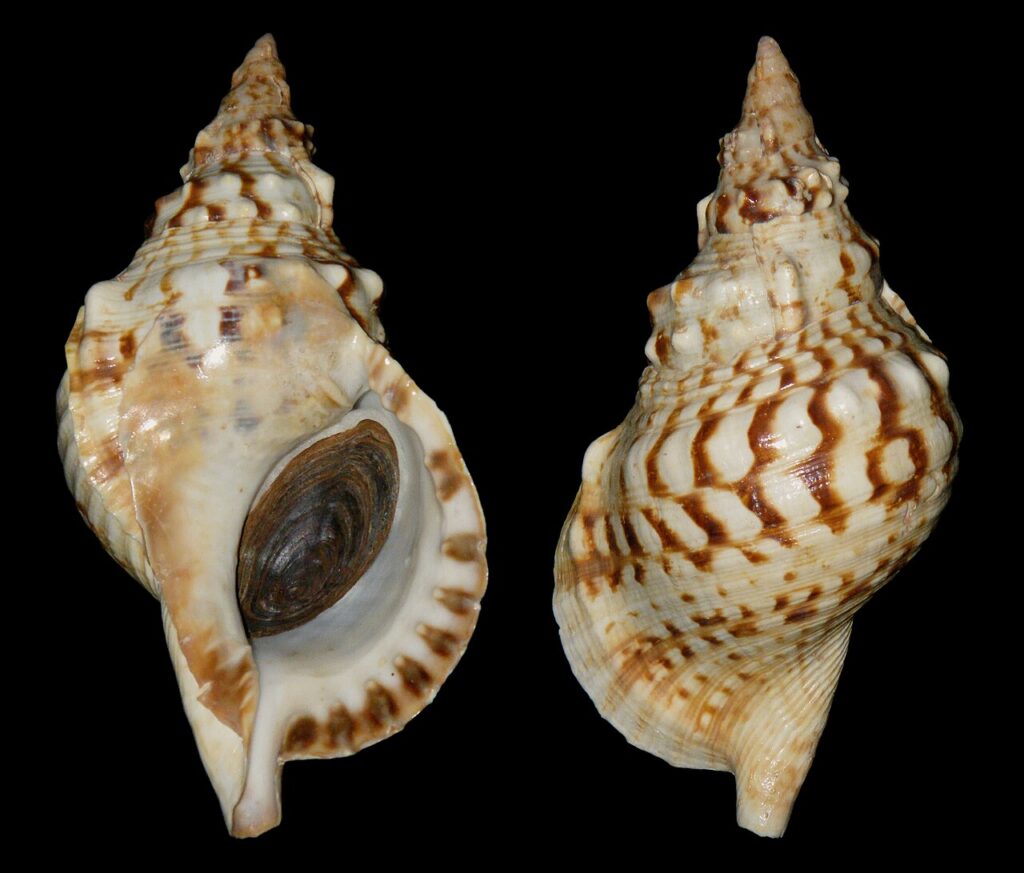 Caracola del tipo empleado como bucio (imagen de archivo)