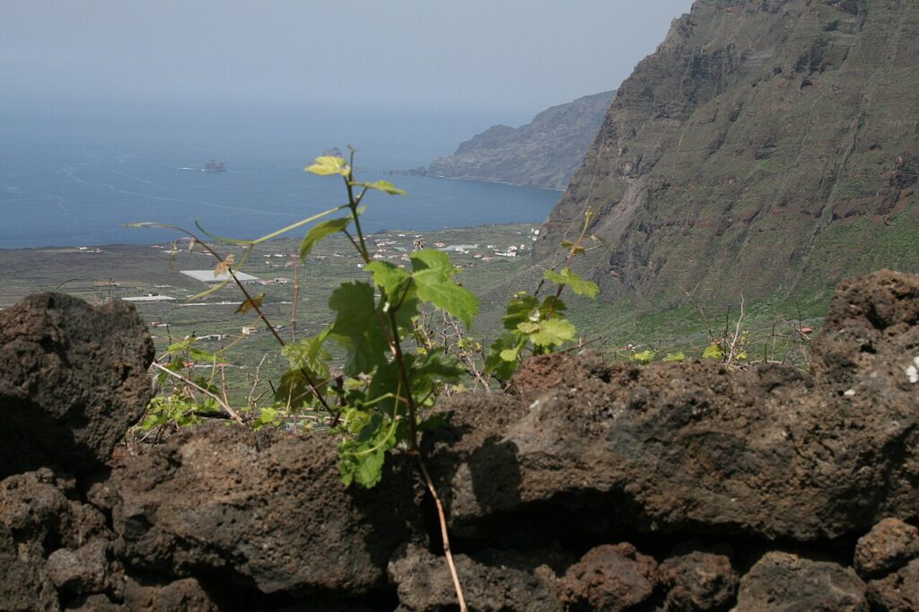 Viñedo en El Golfo, en El Hierro (imagen de archivo)