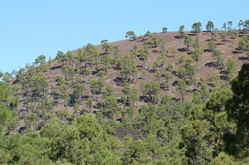Pinar canario en Tenerife (imagen de archivo)