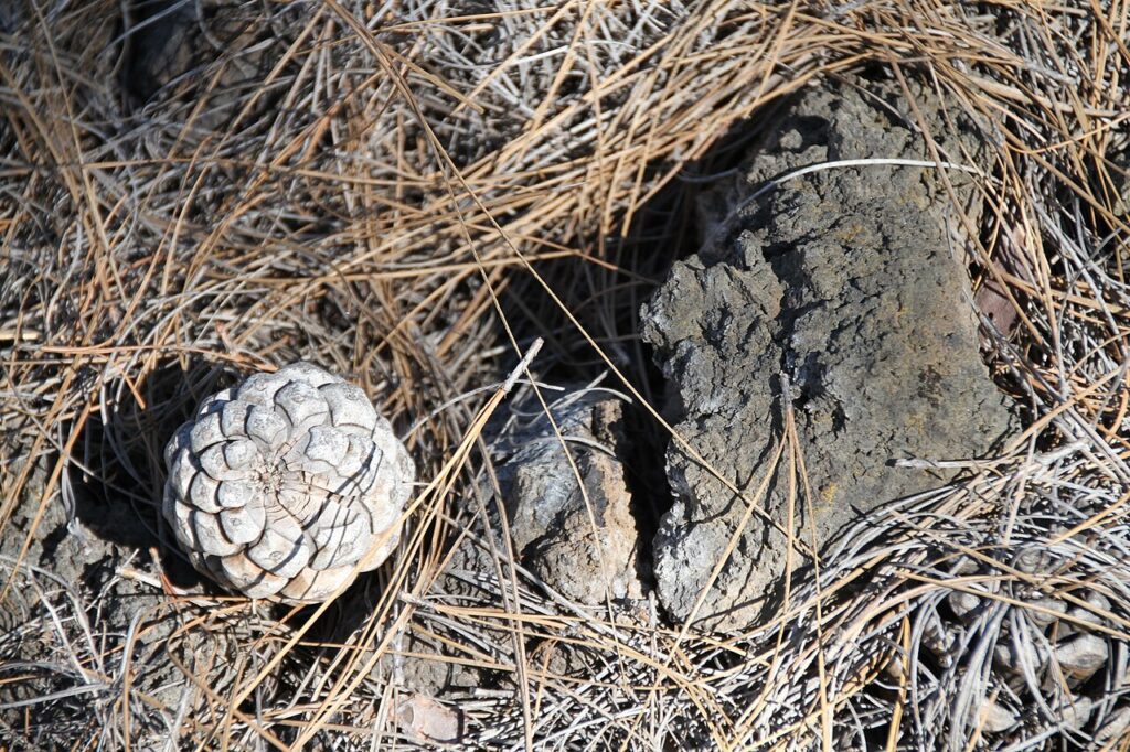 Pinar canario en la zona de Chío, Tenerife (imagen de archivo)