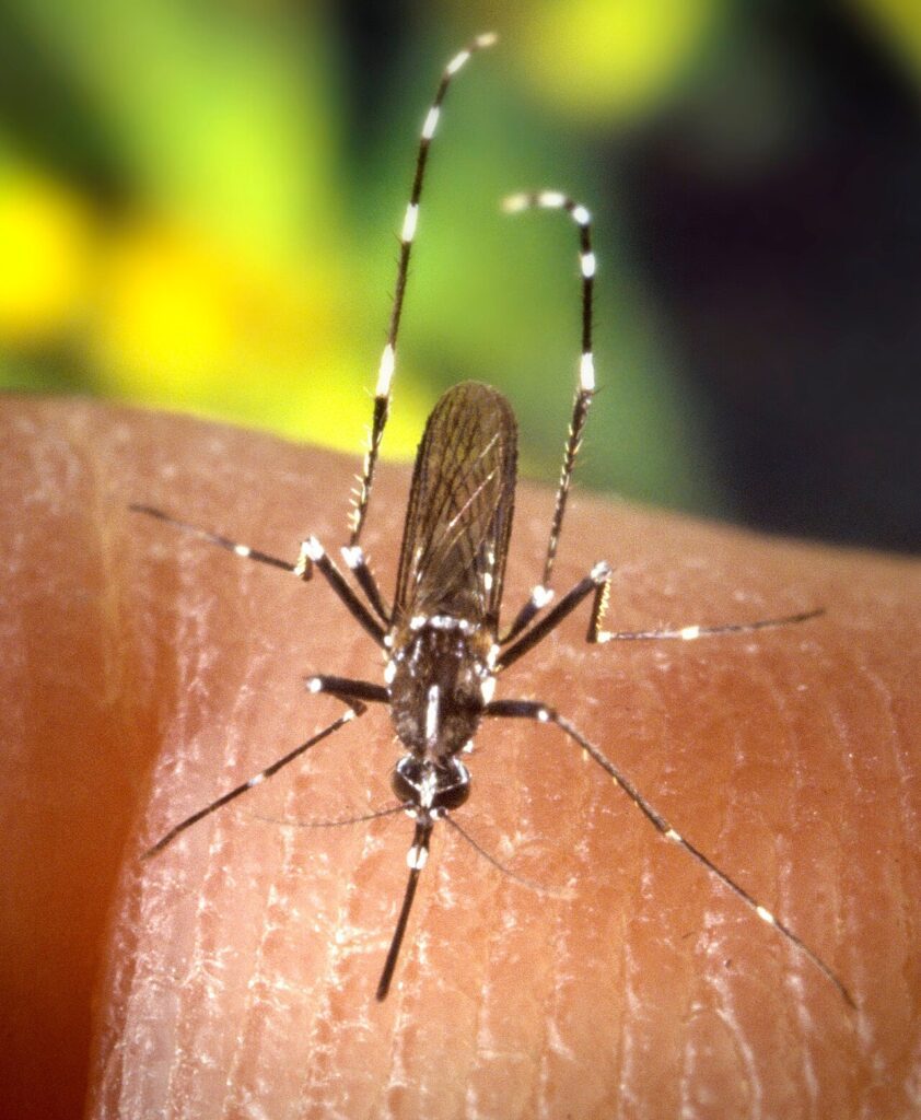 Mosquito tigre, Aedes albopictus (imagen de archivo)