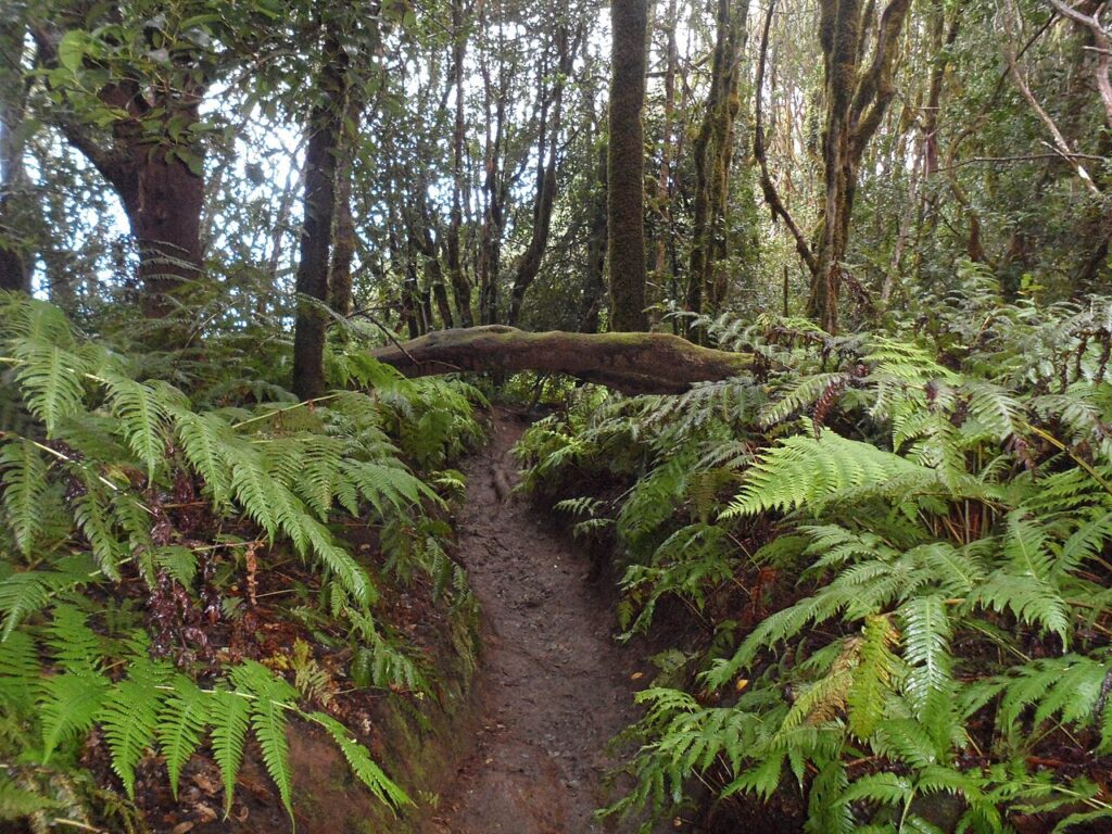 Sendero de La Ensillada al mirador Cabeza del Tejo, en Anaga