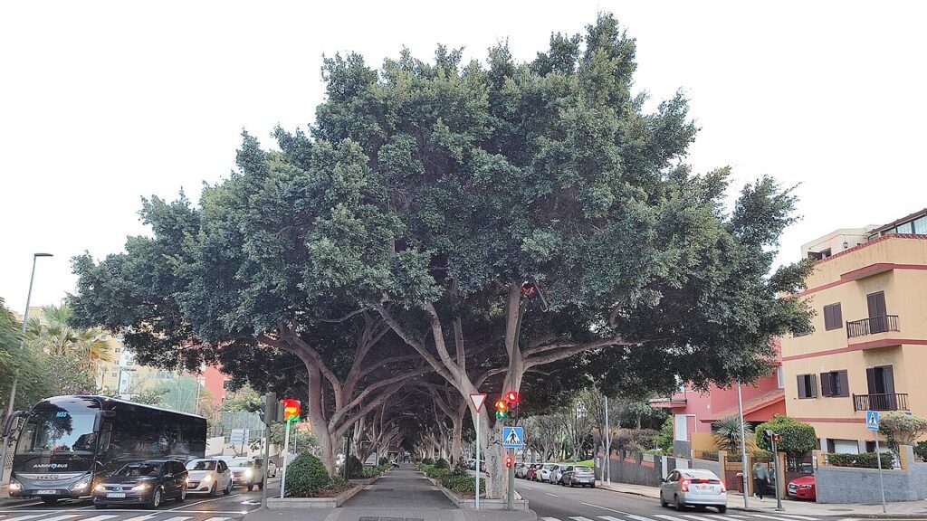 Avenida Benito Pérez Armas, en Santa Cruz de Tenerife