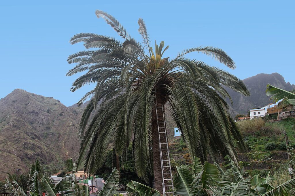 Palmera canaria en Hermigua, La Gomera