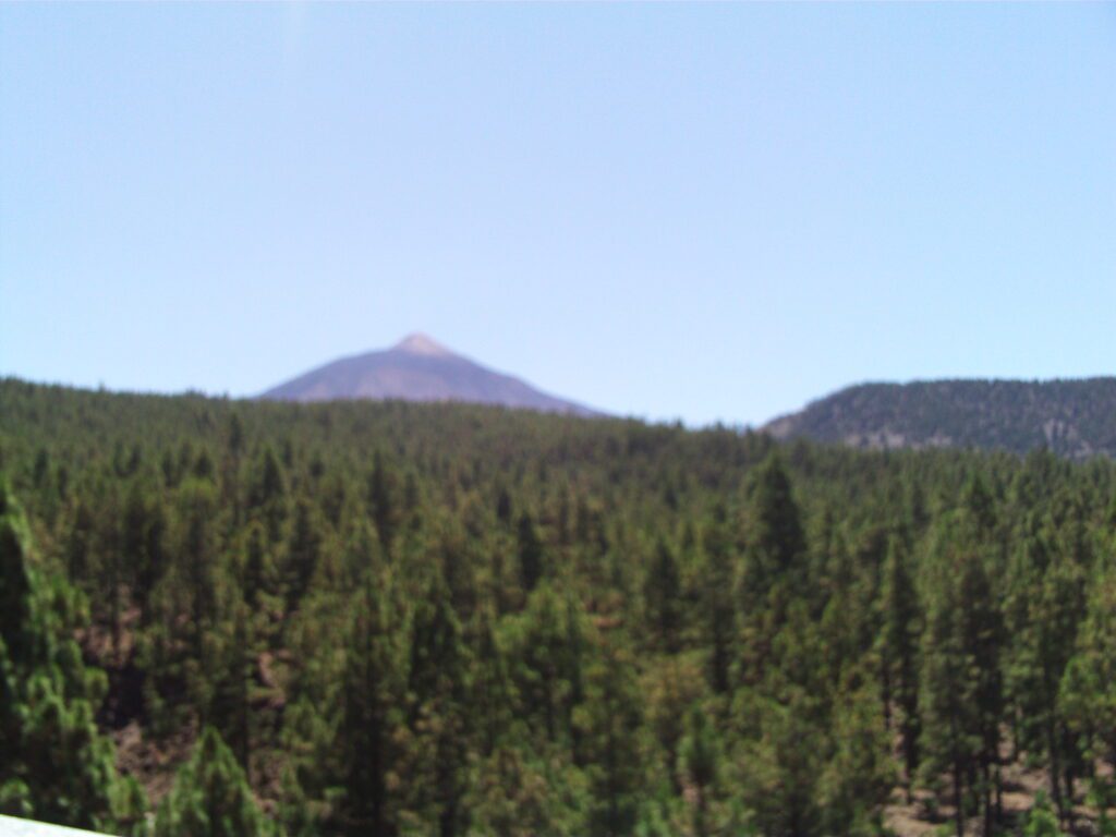 Pinar canario con el Teide al fondo