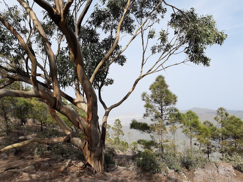 Eucaliptos junto a una carretera de Gran Canaria, con pinos al fondo