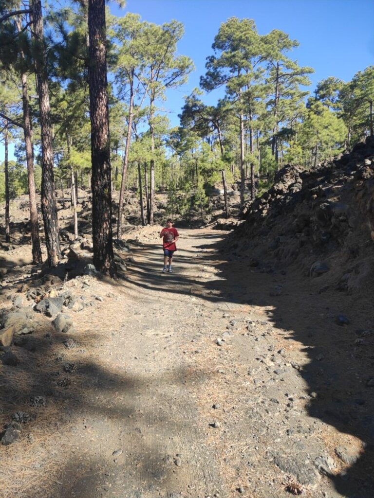 Pinar del Parque Natural de la Corona Forestal, en Guía de Isora (Tenerife)