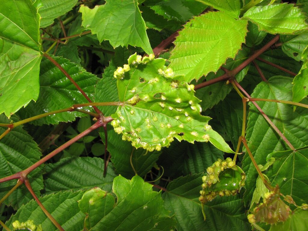 Agallas causadas por la filoxera en una hoja de vid