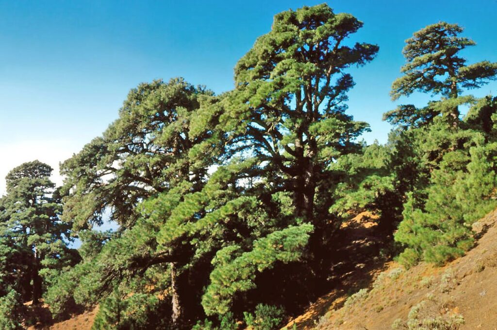 Pinar de Binto, en el municipio de El Pinar (El Hierro)