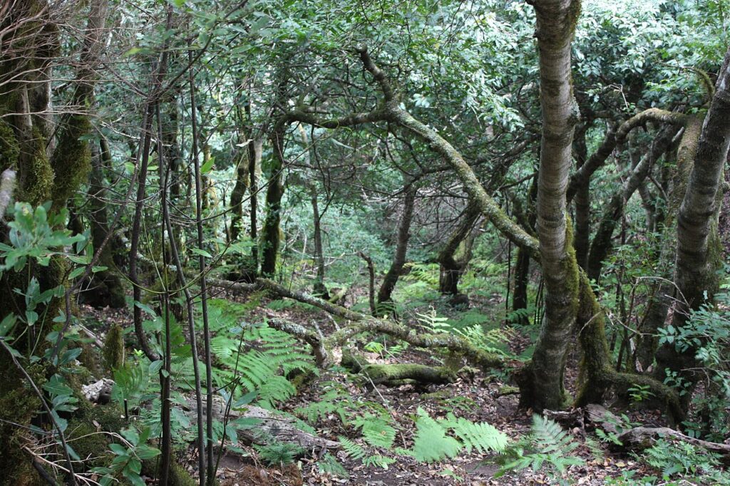 Bosque de monteverde en Anaga (Tenerife)