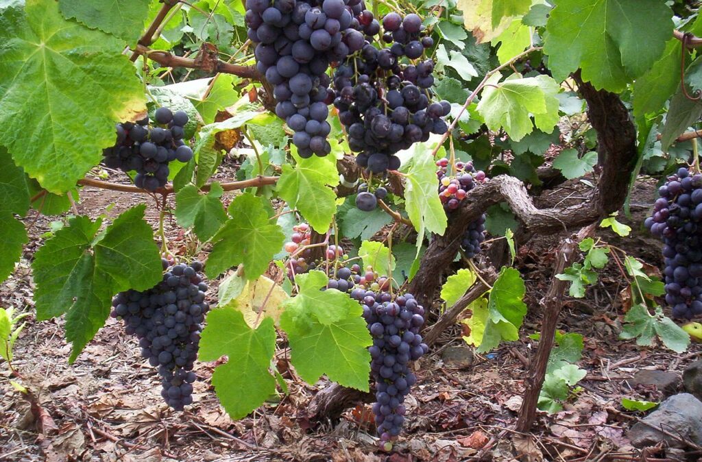 Racimos de uva listán negro en un viñedo de Tenerife