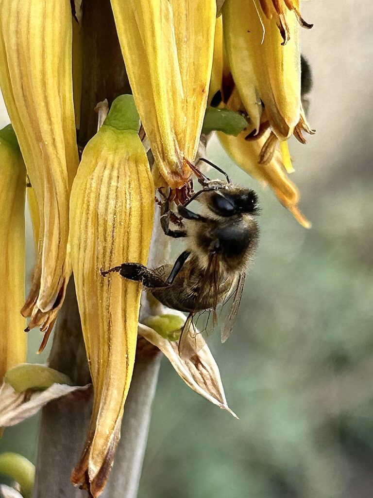 Abeja negra canaria libando en una flor de aloe vera