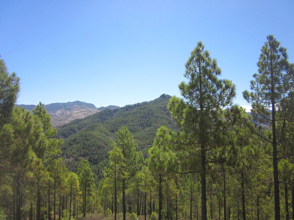 Pinar de Tamadaba, en Gran Canaria