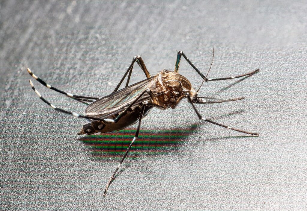 Ejemplar de mosquito tigre, Aedes albopictus