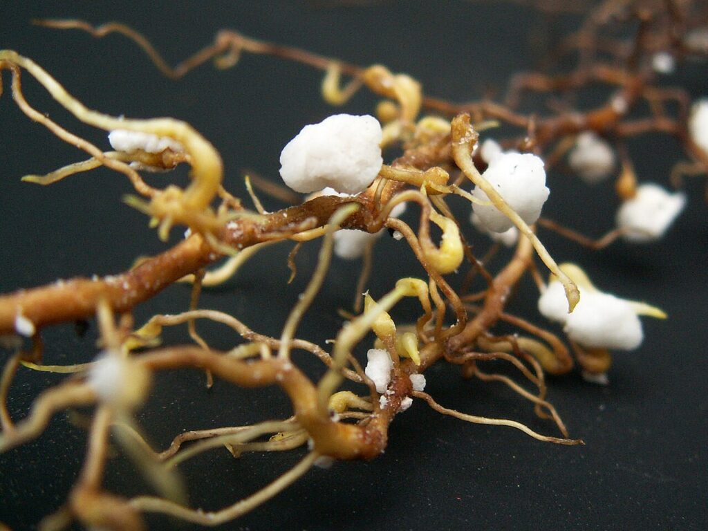 Raíces de vid con nódulos causados por la filoxera