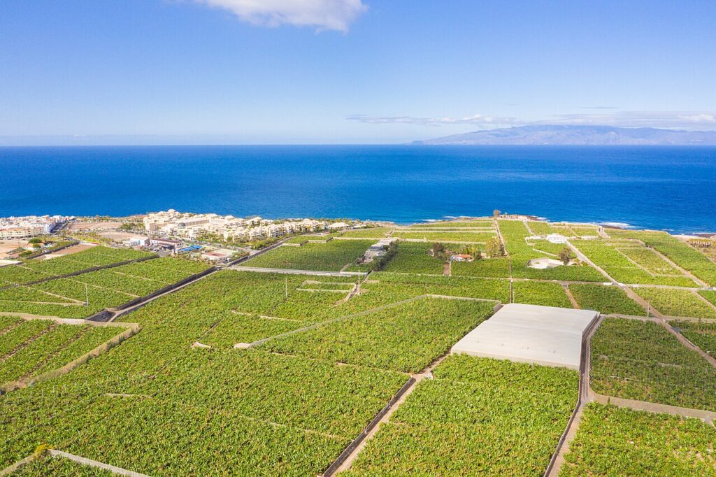 Plataneras cerca de Alcalá, en Guía de Isora (Tenerife)