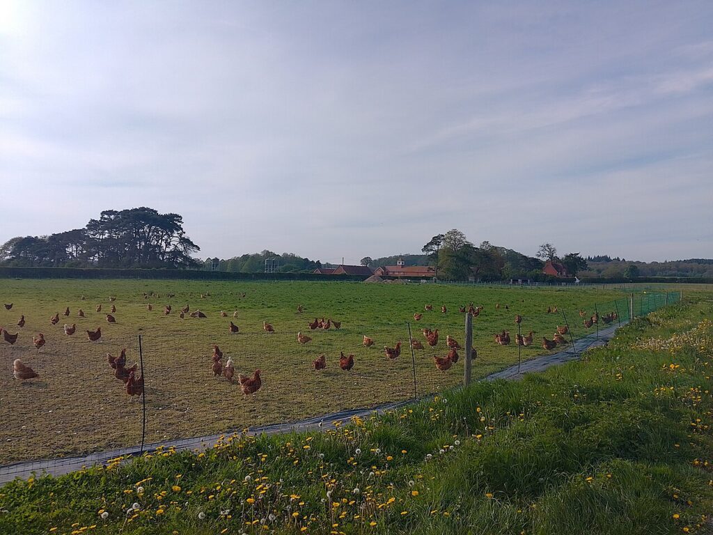Gallinas en una granja con zona al aire libre