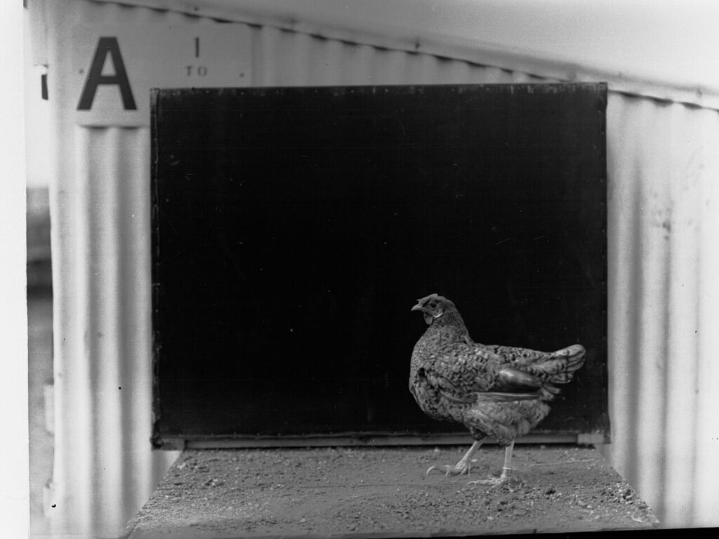 Una gallina en una granja avícola (imagen de archivo)