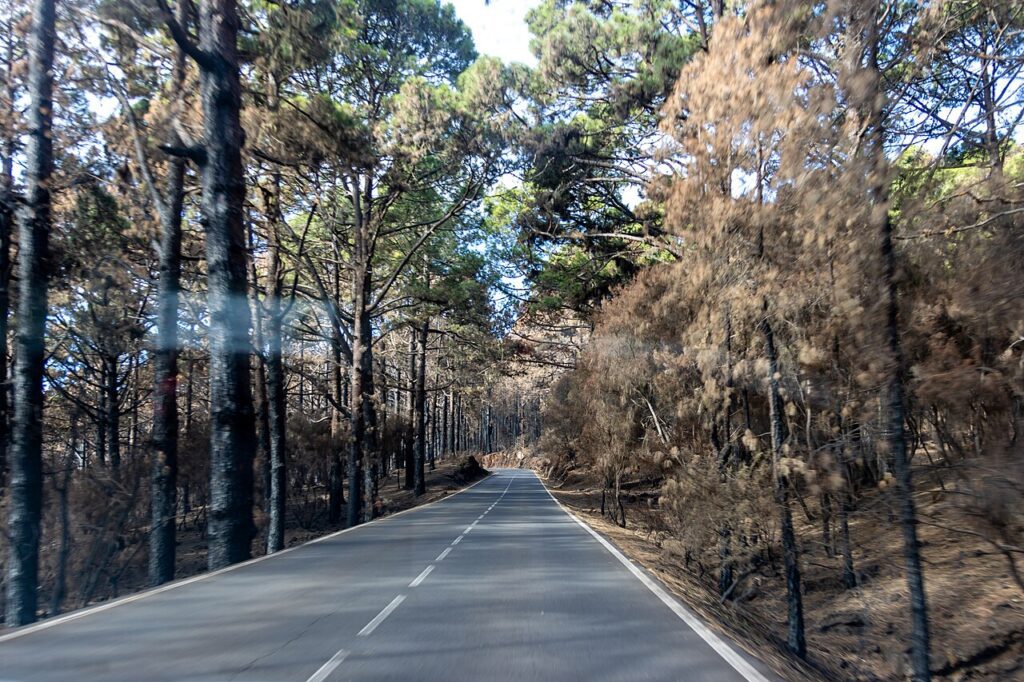 Zona afectada por el incendio forestal de 2023 junto a la carretera TF-24, en Tenerife
