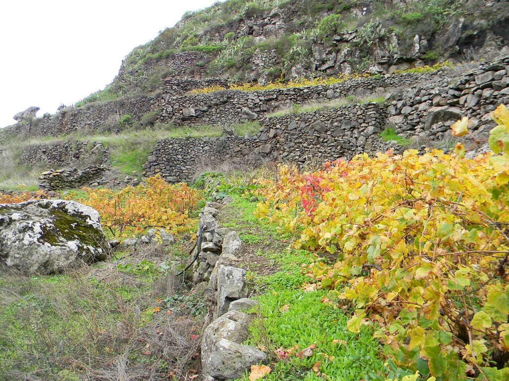 Viñedo en terrazas con muros de piedra seca en La Gomera