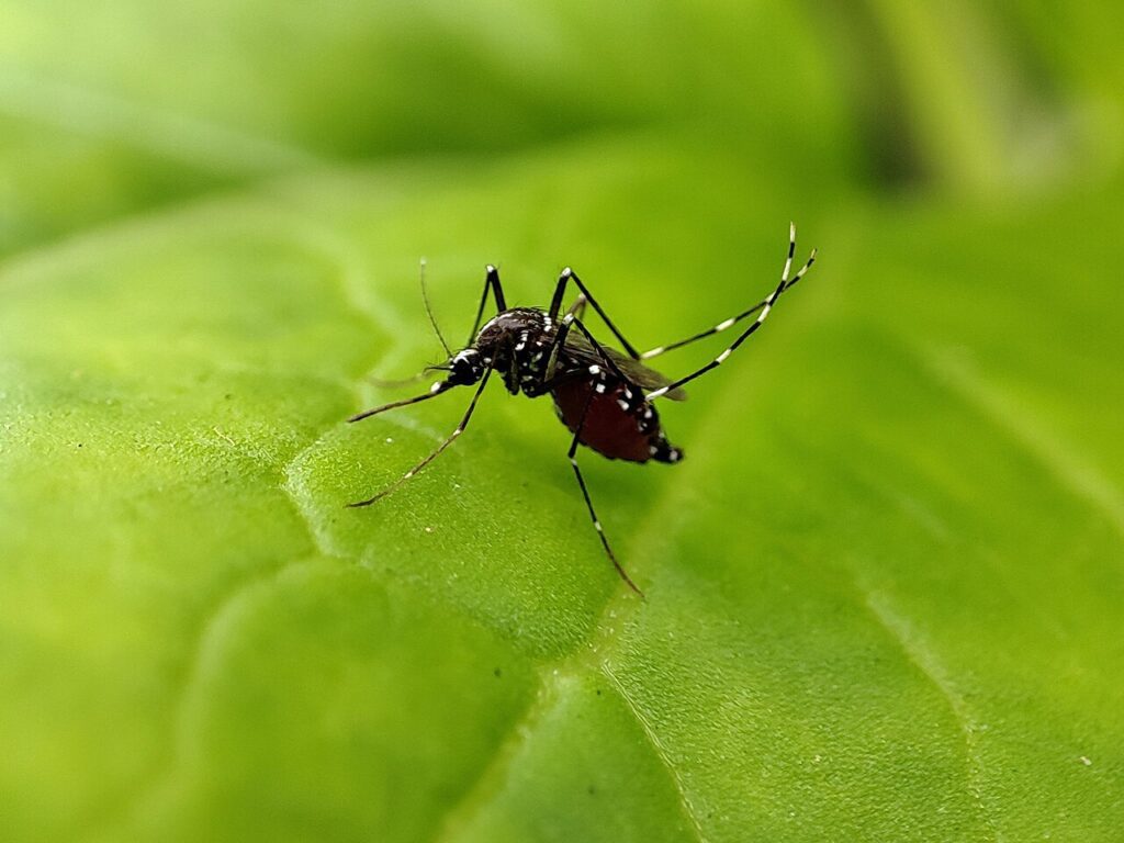 Mosquito Aedes aegypti posado sobre una hoja