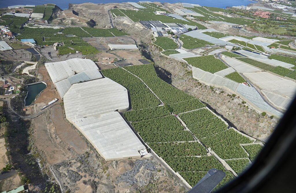 Vista aérea de plataneras en Tenerife