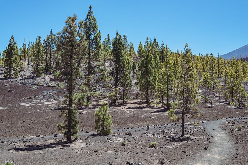Paisaje de Guía de Isora, en una imagen de archivo