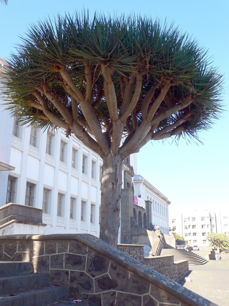 Drago junto al edificio central de la Universidad de La Laguna