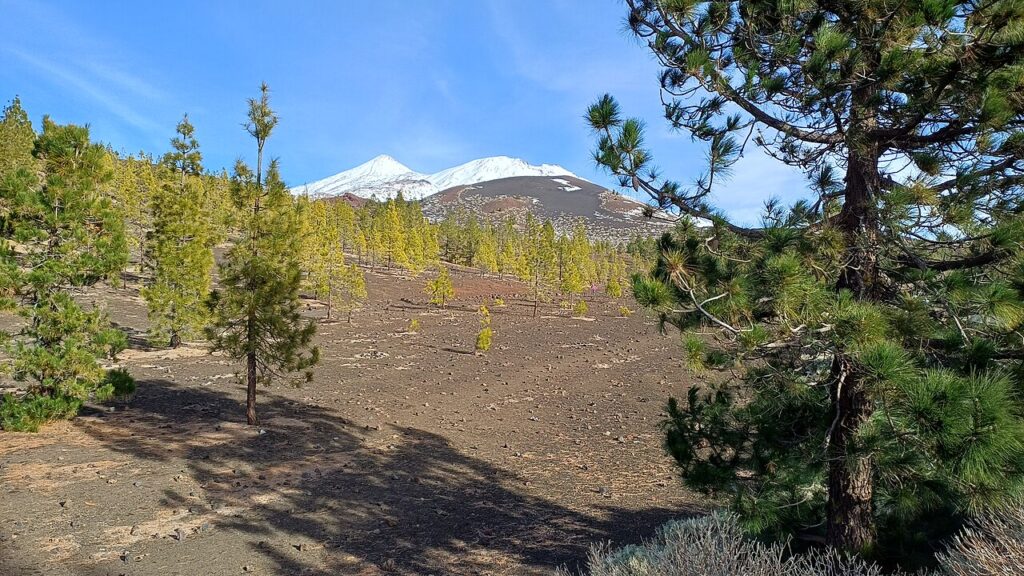 El Teide y Pico Viejo nevados, vistos desde la TF-38, en una imagen de archivo