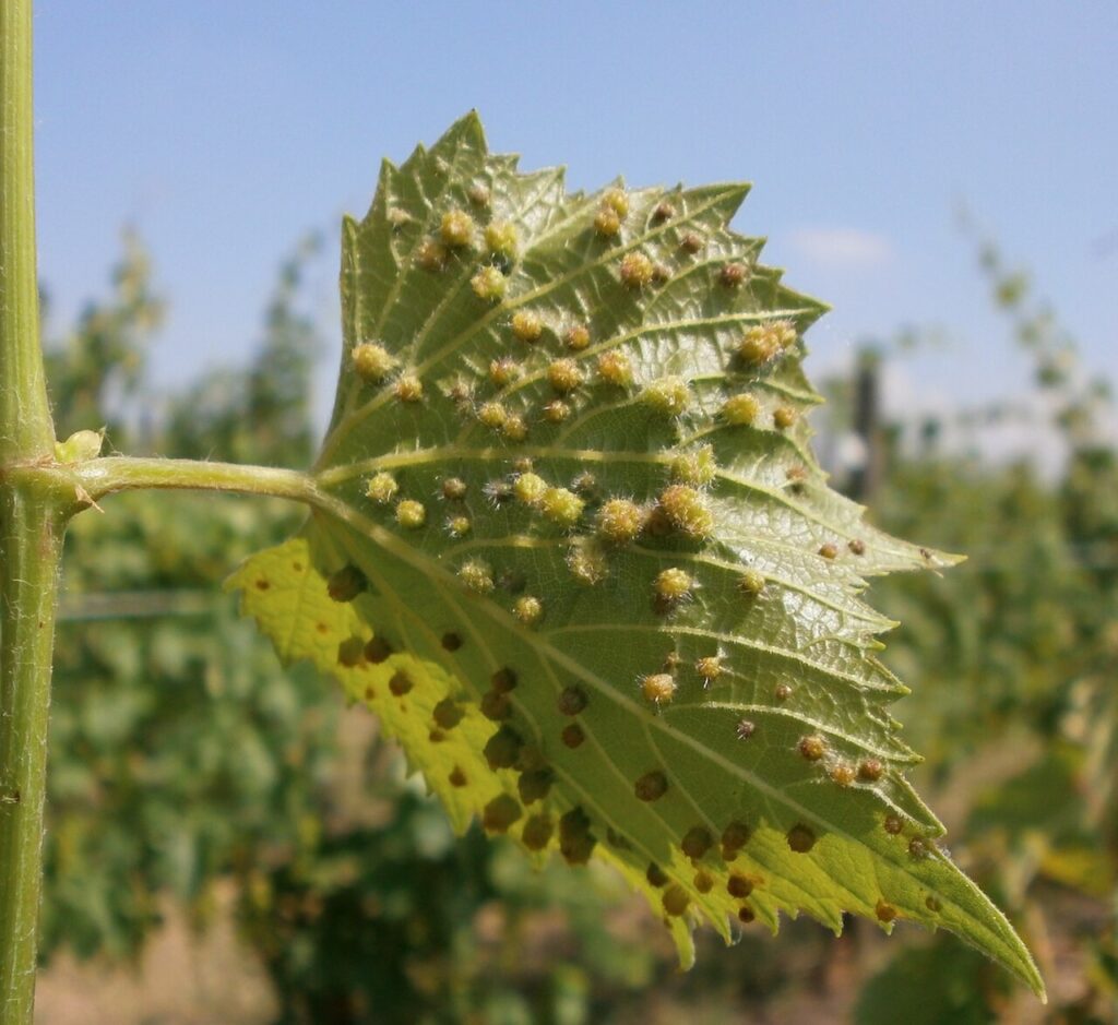 Hoja de vid con agallas causadas por la filoxera