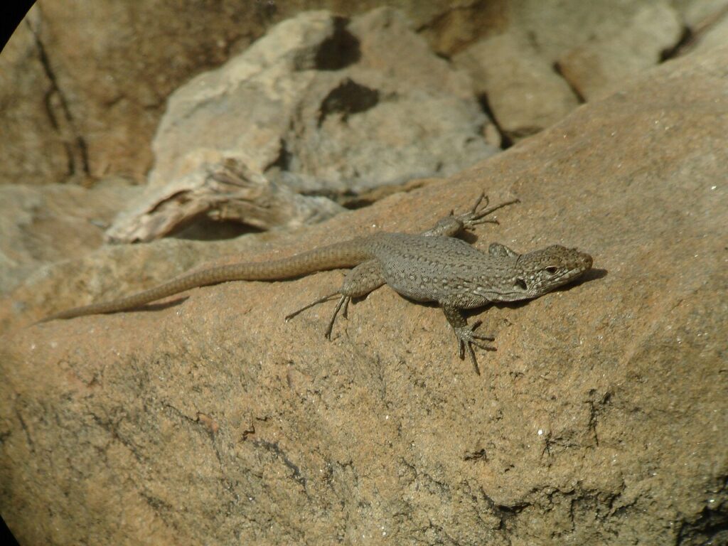 Ejemplar de lagarto gigante de Tenerife (Gallotia intermedia)