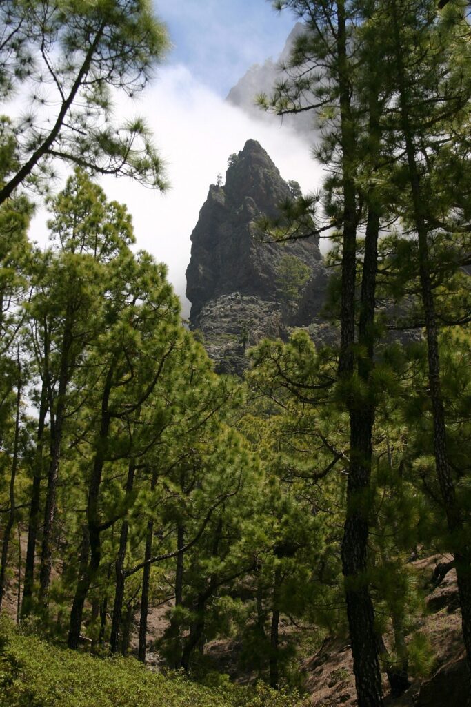 Pinar canario en La Palma