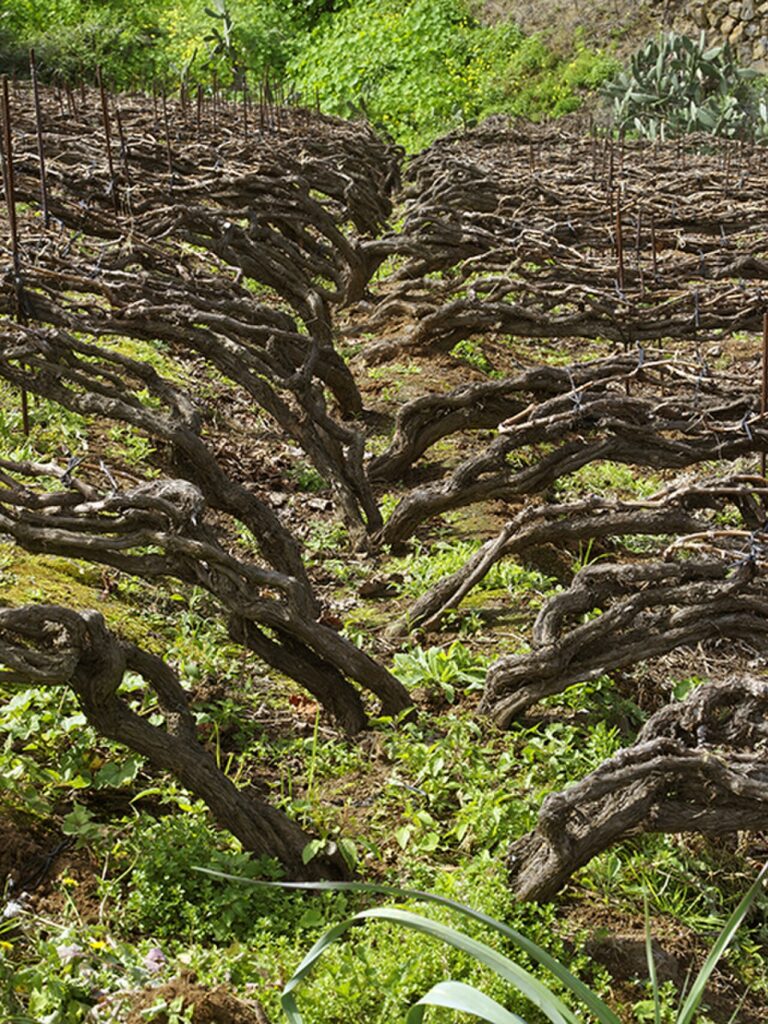 Viñedo cultivado en cordón trenzado en el norte de Tenerife