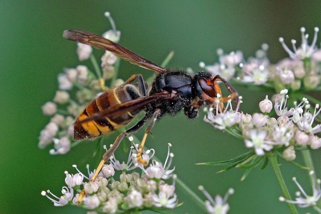 Ejemplar de avispa asiática (Vespa velutina), en una imagen de archivo tomada en Portugal