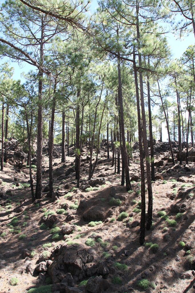 Pinar canario en la zona de Chío, en Tenerife