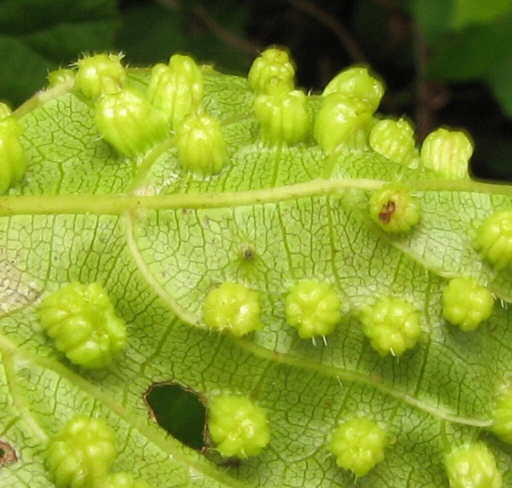 Agallas causadas por la filoxera en una hoja de vid