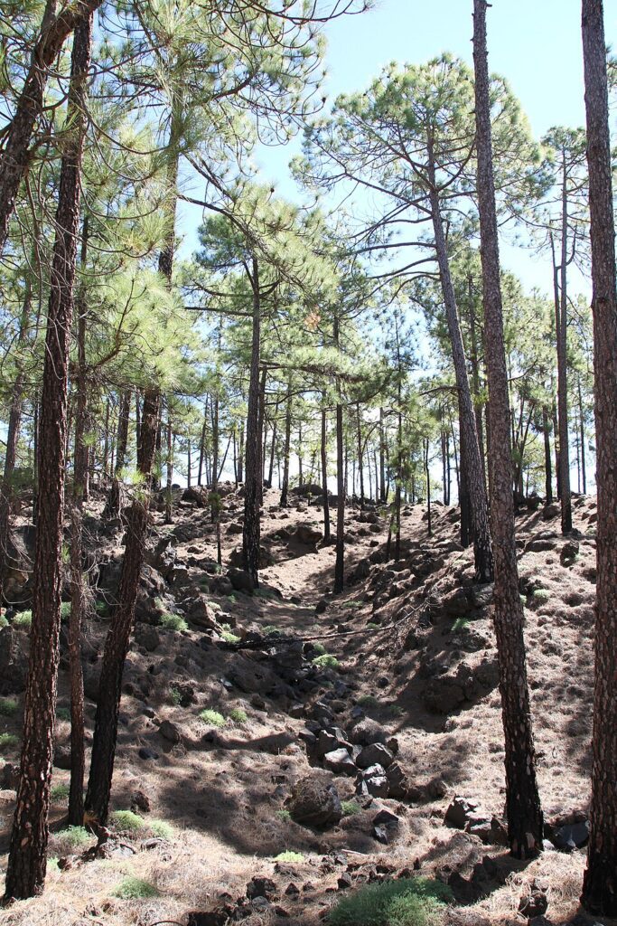 Pinar canario en la zona de Chío, en el oeste de Tenerife