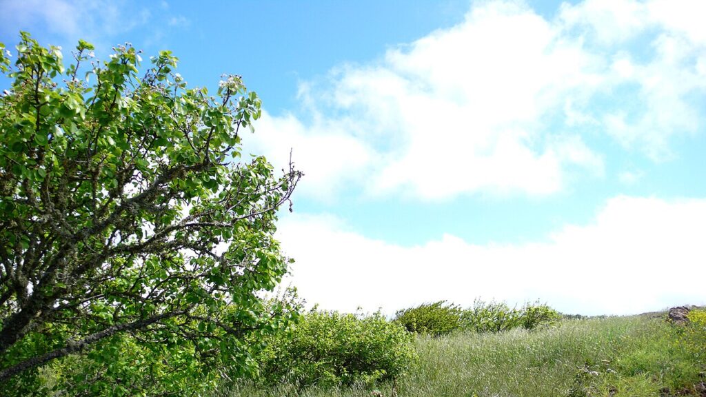 Árboles frutales en Isora, en la isla de El Hierro